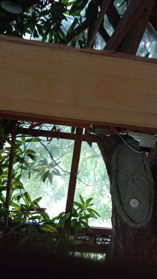 פורט אנטוניו Treehouse Above The Beach מראה חיצוני תמונה