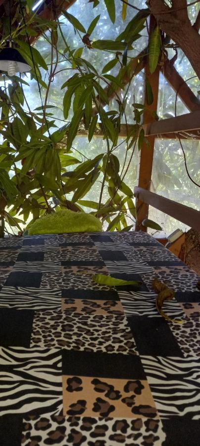 פורט אנטוניו Treehouse Above The Beach מראה חיצוני תמונה